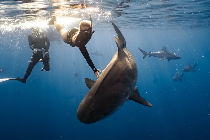Shark Dive Private Charter No Cage - What the two-hour outing feels like