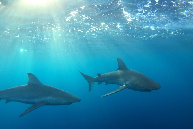 Shark-Dive Tour on Oahu's North Shore - Leaving Haleiwa for the North Shore’s shark waters