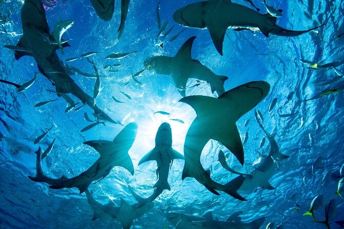 Shark-Dive Tour on Oahu's North Shore - The crew sets the tone