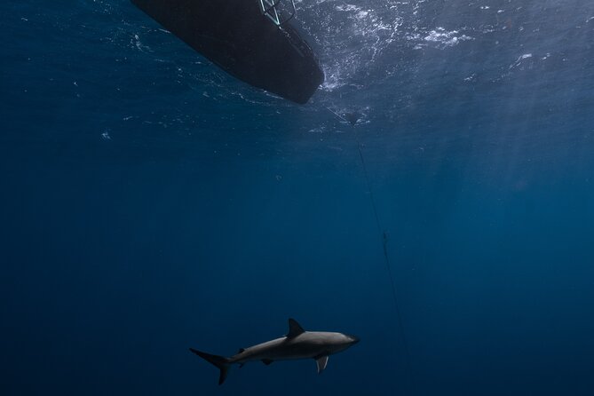 Shark Diving and Snorkeling in Oahu Hawaii - Why the Six-Person Limit Matters