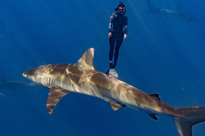 Shark Diving and Snorkeling in Oahu Hawaii - The Crew’s Role in a Nervous First Hour