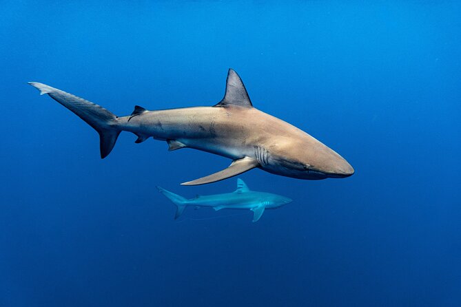 Shark Diving and Snorkeling in Oahu Hawaii - What Two Hours Is Worth at $165