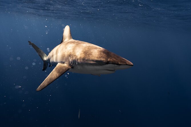 Shark Diving and Snorkeling in Oahu Hawaii - Practical Details for a Smooth Morning