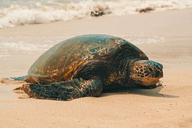 Small Group North Shore Circle Island Tour Oahu - Why this tour works for a first day on Oahu