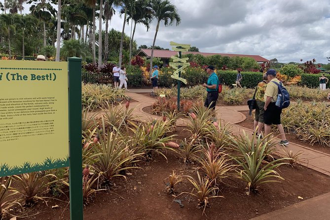 Small Group-Oahu Tour, Dole Plantation, Northshore, Sunset Beach - The Polynesian Cultural Center and what to expect
