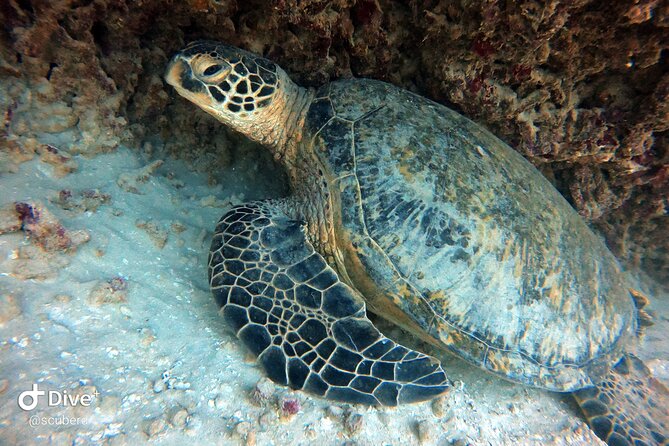 Small Group Shallow Reef Dive in Oahu - A short boat ride to Oahu’s coral gardens