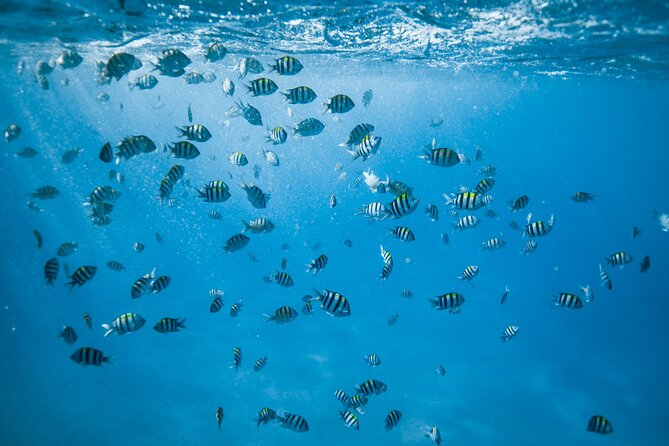 Small Group Turtle Canyon Snorkel in Waikiki (Boat Tour) - Catamaran comfort between swims