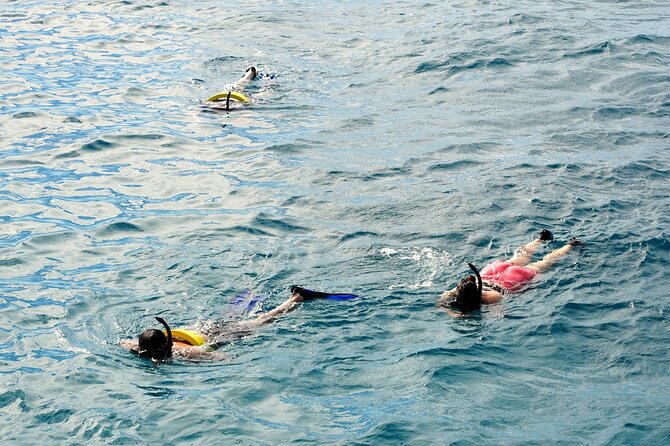 Small group Turtle Snorkel (16 people max): Sightings Guaranteed - Drinks, shade, and simple comforts