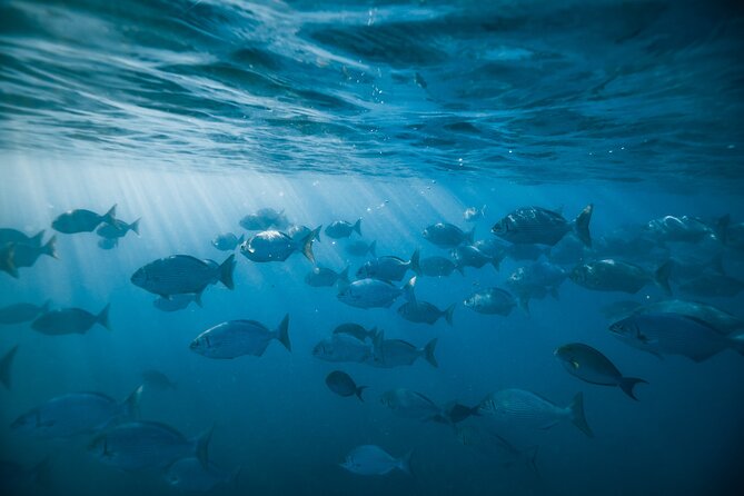 Small group Turtle Snorkel (16 people max): Sightings Guaranteed - Who should book this Oahu snorkel trip?