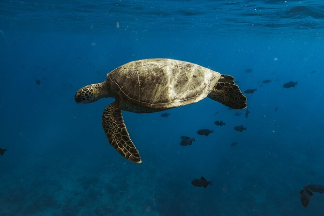 Small group Turtle Snorkel (16 people max): Sightings Guaranteed - Finding turtles and reef life