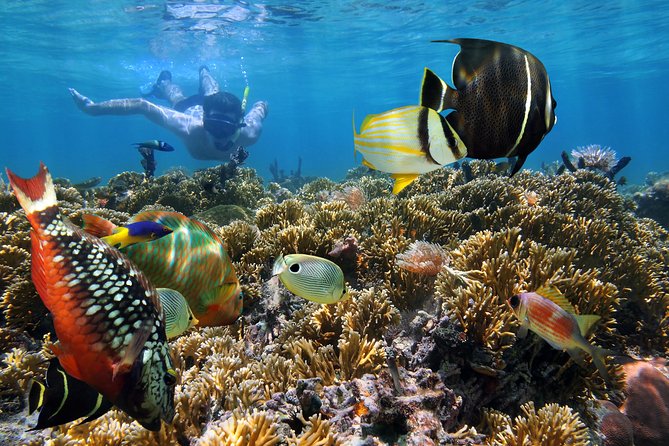 Snorkel Gears near Hanauma Bay - What if Hanauma Bay does not work out?