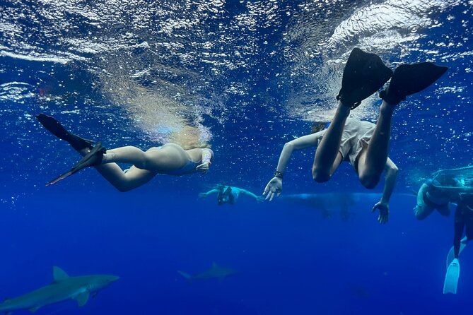 Snorkel with sharks on the North Shore of Oahu - Your First Lesson Is About Safety and Wildlife