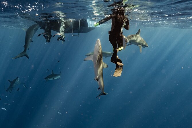 Snorkel with sharks on the North Shore of Oahu - Why the Six-Person Limit Matters