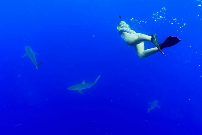 Snorkel with sharks on the North Shore of Oahu - What Makes This Experience Memorable