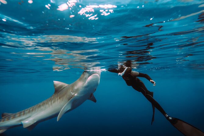 Snorkel with sharks on the North Shore of Oahu - Look Beyond the Sharks