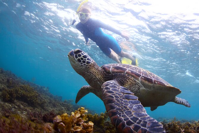 Snorkel with Turtles - Key Points to Know Before You Book