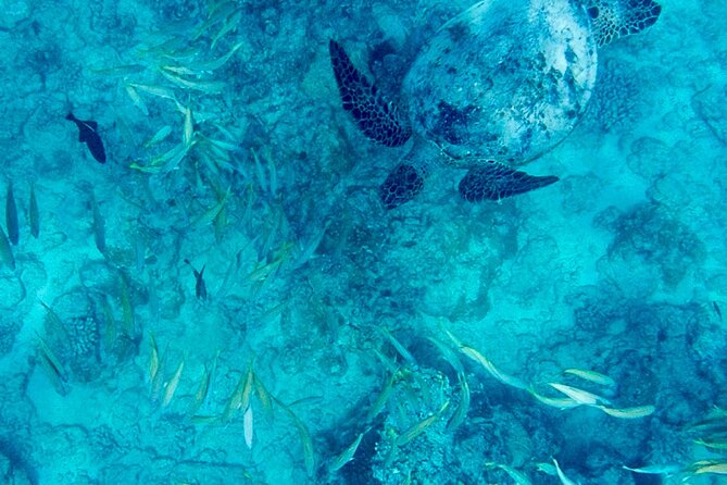 Snorkeling Adventure at Turtle Canyon - Key Points About the Turtle Canyon Trip