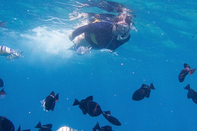 Snorkeling Adventure at Turtle Canyon - Why Turtle Canyon Makes Sense for a Waikiki Snorkel Trip