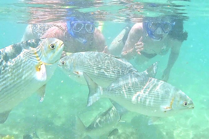 Snorkeling in Waikiki Many Fish All Levels Free Video & Pics! - Meeting Lynne at Waikiki Beach