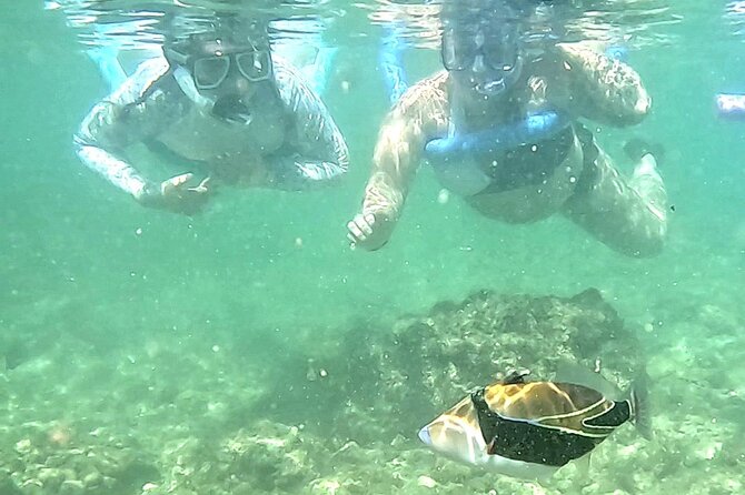 Snorkeling in Waikiki Many Fish All Levels Free Video & Pics! - Photos and video included in the price