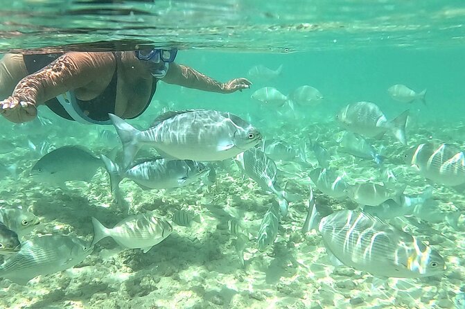 Snorkeling in Waikiki Many Fish All Levels Free Video & Pics! - Equipment for beginners, with one important limit