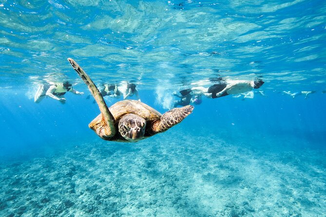 Snorkeling with Sea Turtles in Waikiki Hawaii Boat Tour - From Kewalo Basin Harbor to Turtle Canyon