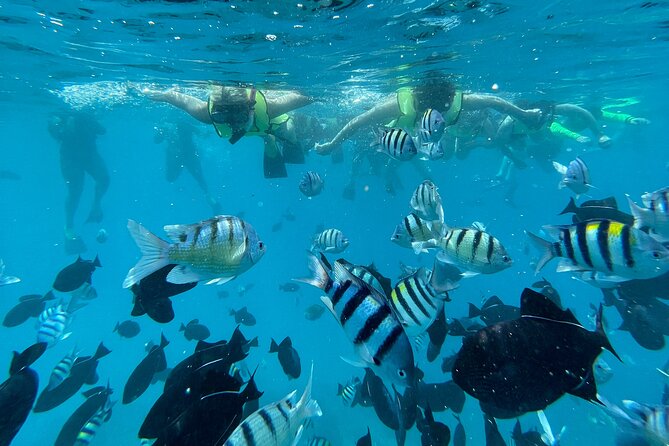 Snorkeling with Sea Turtles in Waikiki Hawaii Boat Tour - Crowding, conditions, and the honest drawbacks
