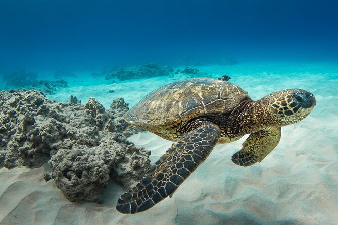 Snorkeling with Sea Turtles in Waikiki Hawaii Boat Tour - Who should book this Waikiki snorkel trip?