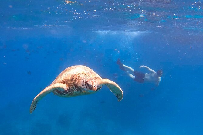 Snorkeling with Turtle/Water Scooter/Paddleboard Adventures Oahu - Why the turtles are the main event