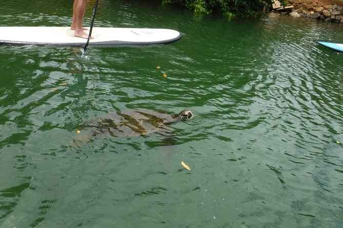 Stand Up Paddle Nature and Turtle tour-Guaranteed to see turtles - A Quiet Turtle Route on Oahu’s North Shore