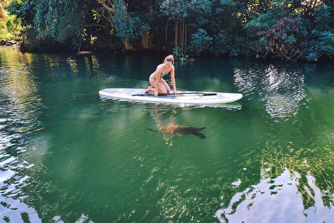 Stand Up Paddle Nature and Turtle tour-Guaranteed to see turtles - Following the Anahulu Stream