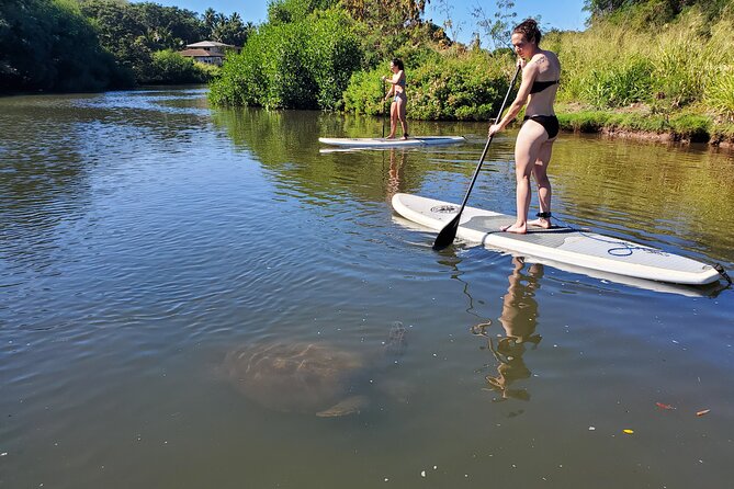 Stand Up Paddle Nature and Turtle tour-Guaranteed to see turtles - Spotting Green Sea Turtles Along the Banks