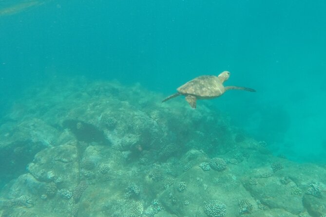 Stand Up Paddle Nature and Turtle tour-Guaranteed to see turtles - Learning to Stand Before Paddling Upstream