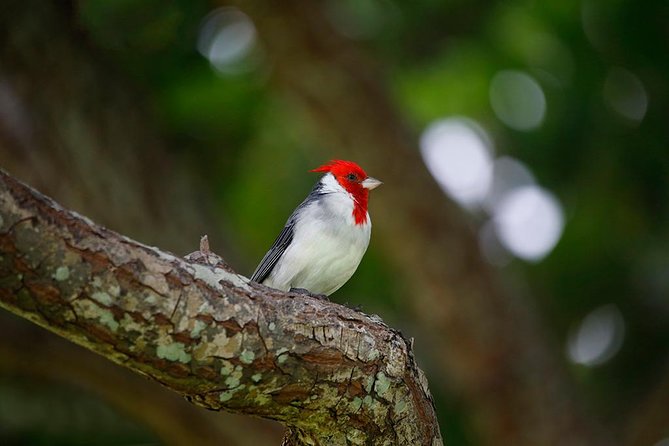 Sunrise Plus Island Tour - Breakfast, then a full day around Oahu