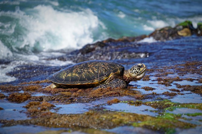 Sunrise Plus Island Tour - A flexible route through Oahu
