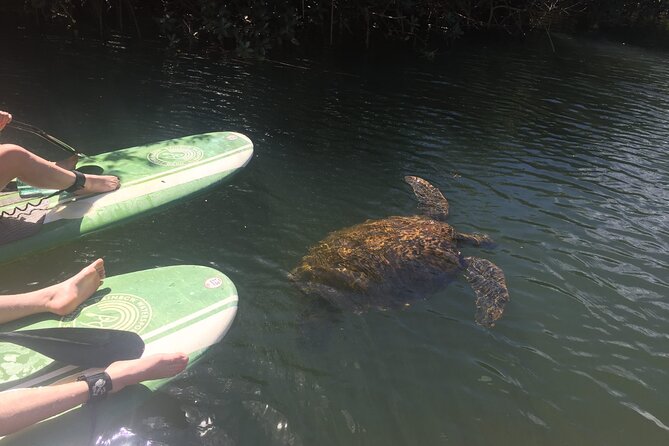 Sunset Stand Up Paddle with Photos and Turtles - Who will enjoy this two-hour outing