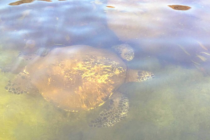 Sunset Stand Up Paddle with Photos and Turtles - Value, practical details, and weather