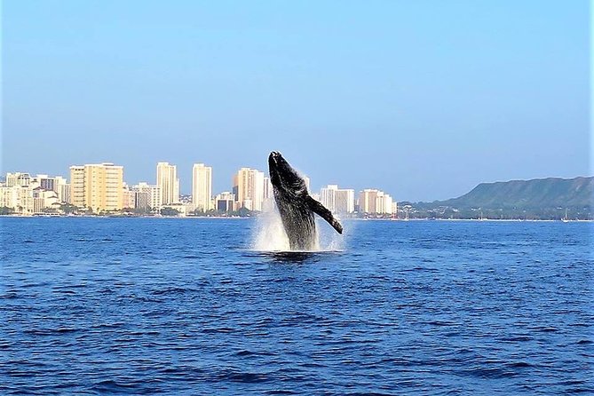 Sunset Whale Watch in Waikiki, Whales Guaranteed or Free Return - Searching for Humpback Whales