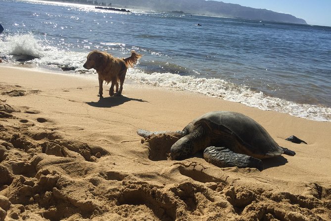 Surf Lessons on the North Shore of Oahu - The instructors make the biggest difference