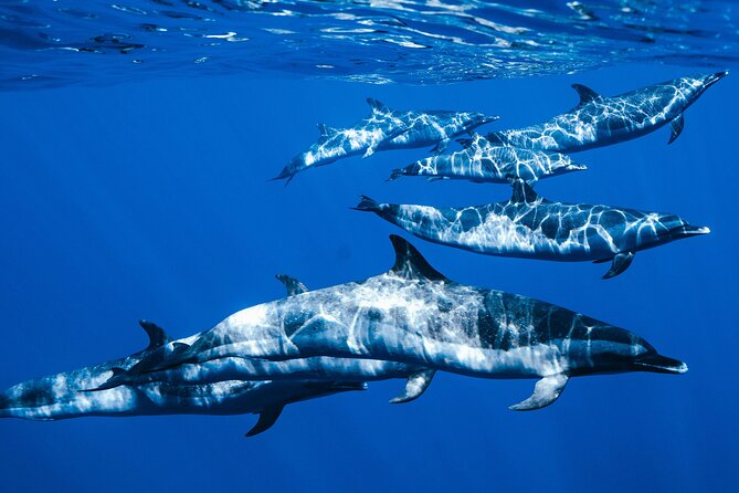 Swim with Dolphins Catamaran with Waterslide & Lunch on Oahu - A west-coast start at Waiʻanae Small Boat Harbor