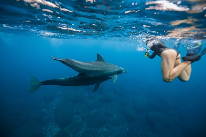 Swim With Dolphins & Turtles in West Oahu (Semi-Private Tours) - Key points before you book