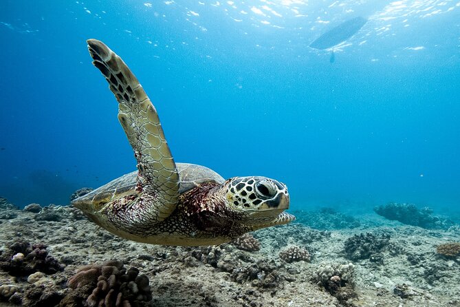 Swim With Dolphins & Turtles in West Oahu (Semi-Private Tours) - Why the six-person boat changes the day