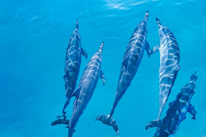 Swim With Dolphins & Turtles in West Oahu (Semi-Private Tours) - What the crew adds beyond wildlife sightings