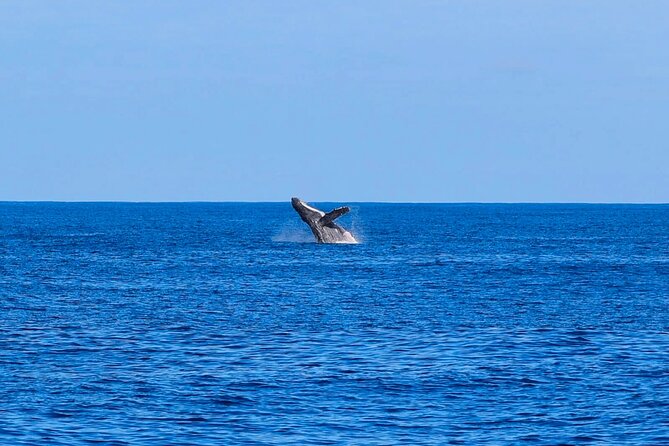 Swim With Dolphins & Turtles in West Oahu (Semi-Private Tours) - Comfort, safety, and the limits of a semi-private tour