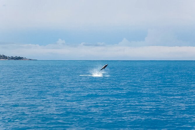 Swim With Dolphins & Turtles in West Oahu (Semi-Private Tours) - Who will enjoy this Waianae tour most