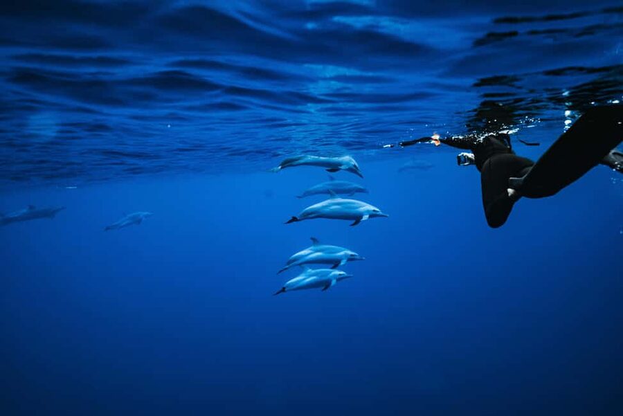 Swim with Wild Dolphins Oahu Speedboat Snorkeling Adventure! - Key points to know before you book