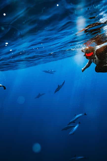 Swim with Wild Dolphins Oahu Speedboat Snorkeling Adventure! - Should you book the Dolphin Warrior?