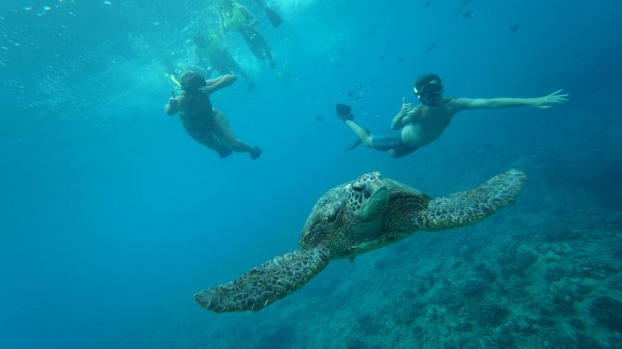 Swim with Wild Dolphins Oahu Speedboat Snorkeling Adventure! - Two different ocean stops make the three hours useful
