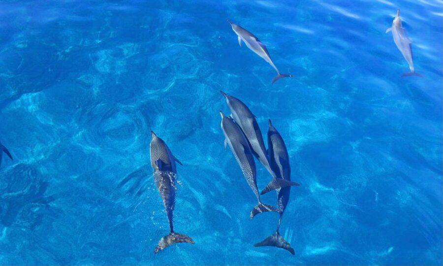 Swim with Wild Dolphins Oahu Speedboat Snorkeling Adventure! - Whale season adds another reason to go