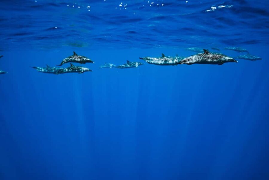 Swim with Wild Dolphins Oahu Speedboat Snorkeling Adventure! - Who will enjoy the open-ocean pace